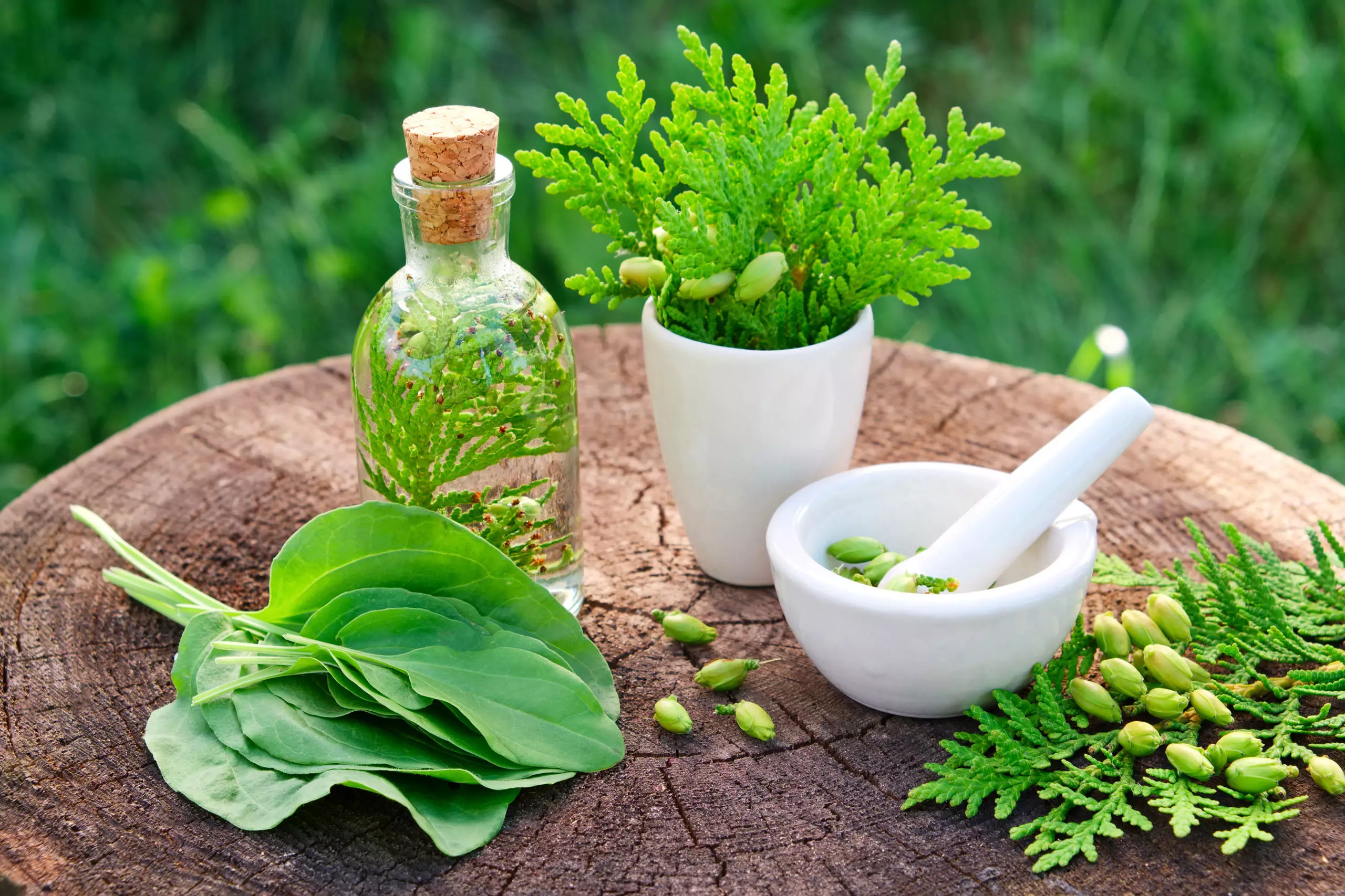 Herbal Medicine